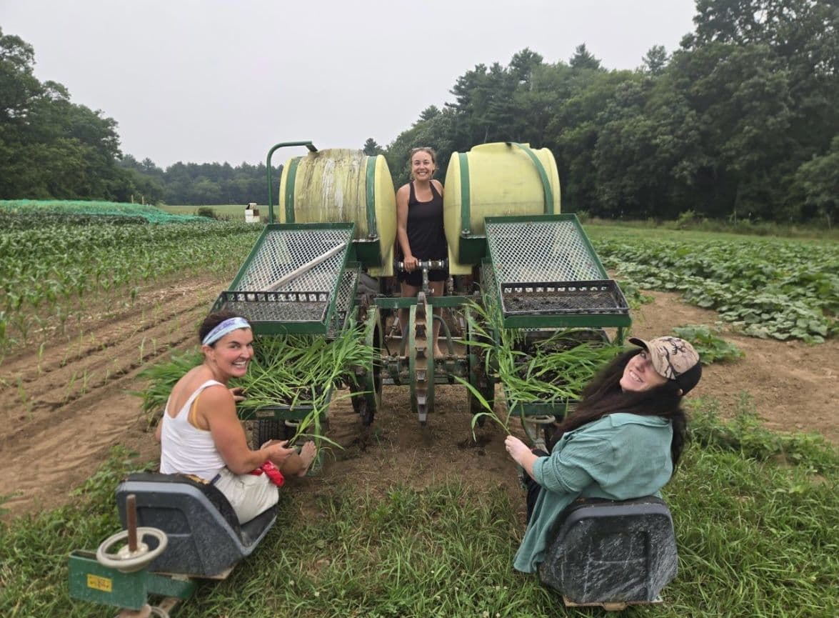 Members planting seedlings from a mechanical transplanter